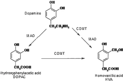 Figure 1.2 Dégradation de la dopamine