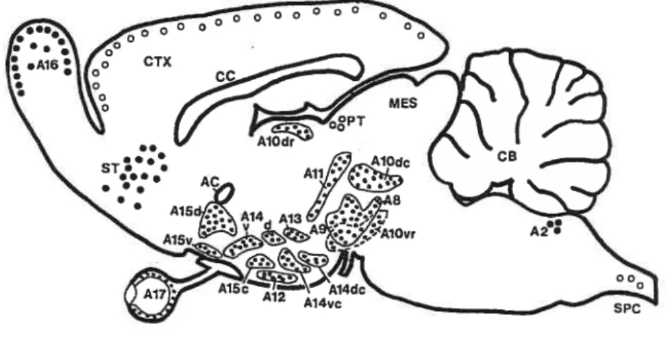 figure 1.3 Principaux noyaux dopaminergiques du cerveau.
