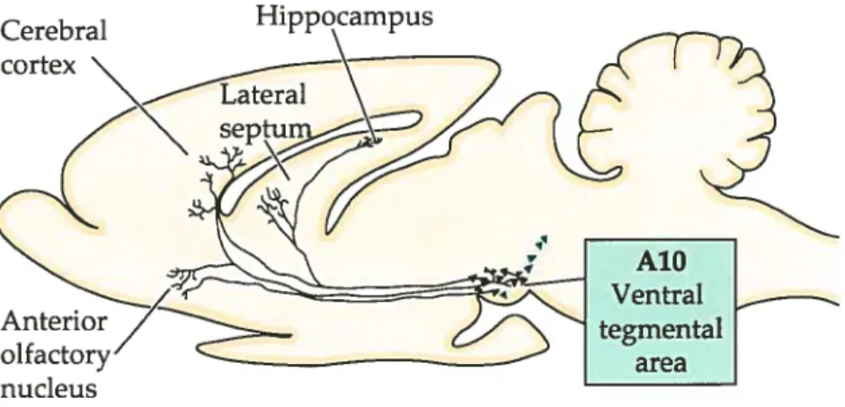 Figure 1.4 Voies dopaminergiques centrales chez le rat. Les corps cellulaires sont représentés par des triangles et les axones par des lignes pleines