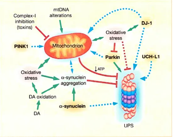 Figure 1.5: Mécanismes communs expliquant la pathogenèse de la maladie de parkinson.