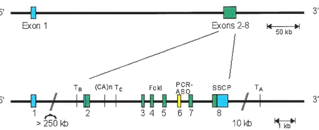 Figure 2.1. Structure du gène du récepteur D2 humain. Le gène du récepteur D2 contient $ exons; le premier exon est séparé du second par un intron de 250 kb