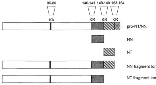 fig 3.1. Représentation schématique du précurseur de la NT (pro-NT/NN) du rat et des peptides apparentés détectés dans les tissus exprimant de précurseur