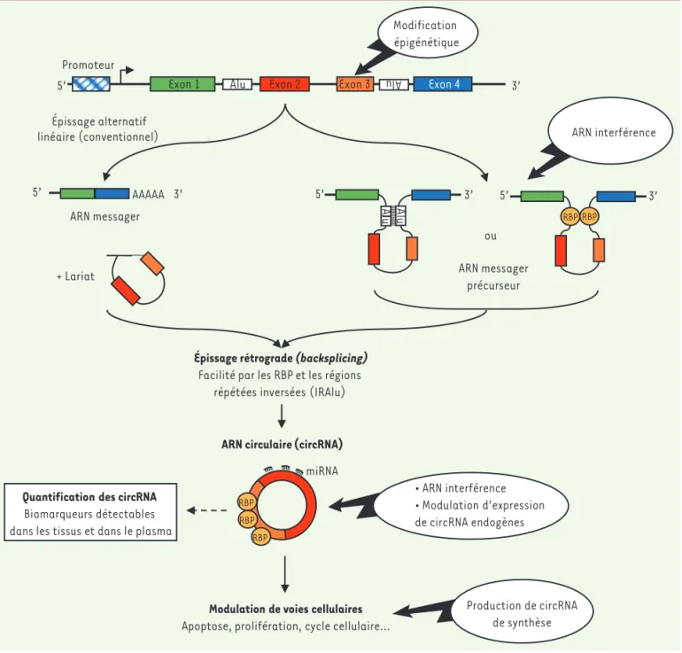 Figure 1. Biogenèse des ARN circulaires et développement d’outils cliniques. L’épissage rétrograde est à l’origine de la circularisation des ARN et est  favorisé par des éléments tels que les séquences Alu (IRAlu) et des protéines de liaison à l’ARN (RBP)