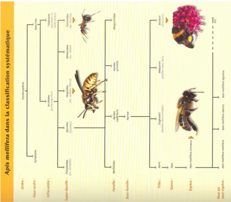 Figure 1 : Position systématique de l’abeille Apis [1] 