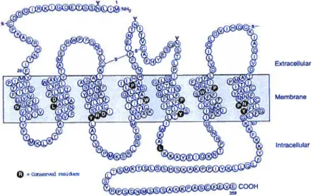 Figure 1.7. Structure du récepteur ATI de I’Angiotensine II. Le récepteur AT1 est une protéine de 359 a.a