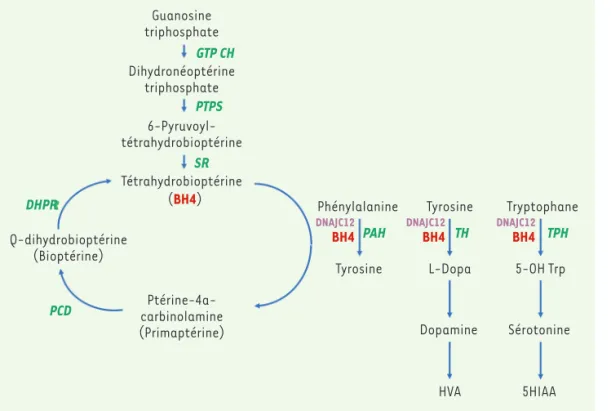 Figure 1. Voie métabolique de  la phénylcétonurie. La  phényl-cétonurie est liée à un déficit  de la phénylalanine  hydroxy-lase (PAH) dont le  fonction-nement nécessite la présence  d’un cofacteur, la  tétrahydro-bioptérine (BH4)