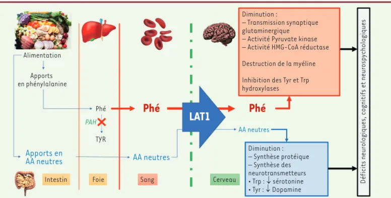 Figure 2. Physiopathologie de la phénylcétonurie. La phénylcétonurie est liée à un déficit de la dégradation de la phénylalanine (Phé), un acide  aminé essentiel uniquement apporté par l’alimentation