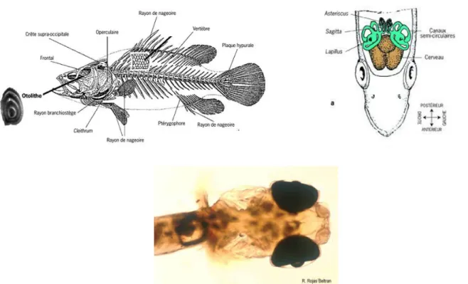 Figure 3 : Localisation des otolithes et position à l’intérieur de l’oreille interne chez les poissons Téléostéens  (photo de C.lavaretus, source : www.thonon.inra.fr) 