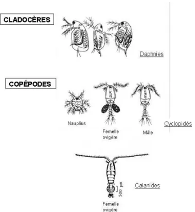 Figure 6 : Schéma des différents taxons zooplanctoniques présents dans le lac d’Annecy 