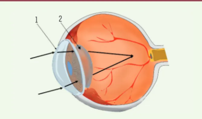 Figure 1. Le globe oculaire focalise l’image (flèches noires pleines)  sur son capteur, la rétine, à l’aide de deux lentilles convergentes  disposées en série : la cornée (1) puis le cristallin (2).