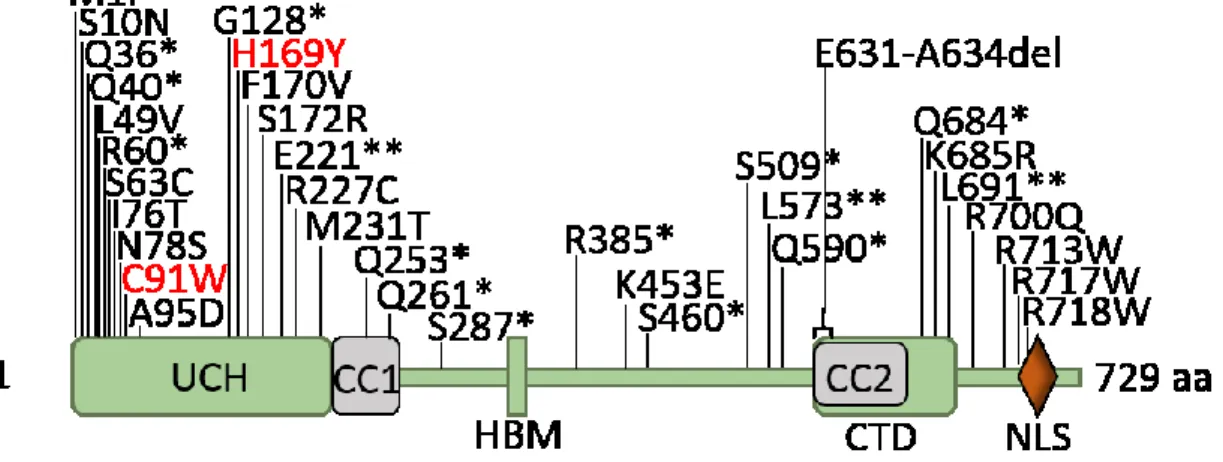 Figure 1. Mutations somatiques de BAP1 causant le cancer sont retouvées sur toute la longueur de la séquence  de la protéine