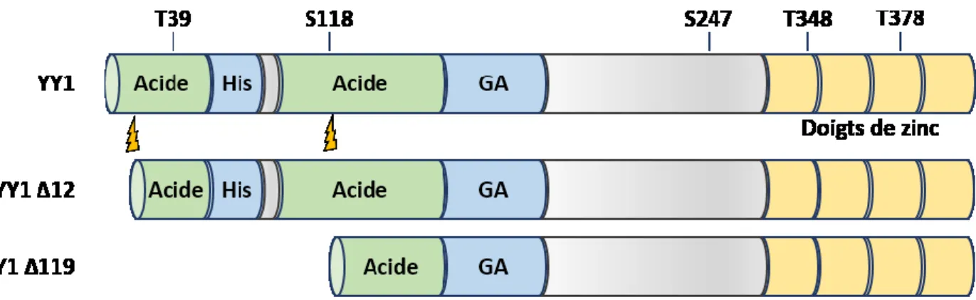 Figure 8. Structure de YY1 avec les sites de phosphorylation et de clivages identifiés