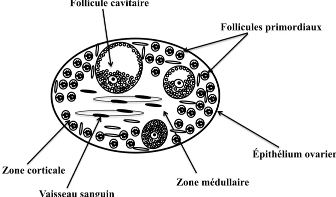 Figure  1 :  La  structure  de  l’ovaire.  Schéma  représentant  la  zone  corticale  qui  est  formée  principalement par les follicules et zone médulaire de l’ovaire