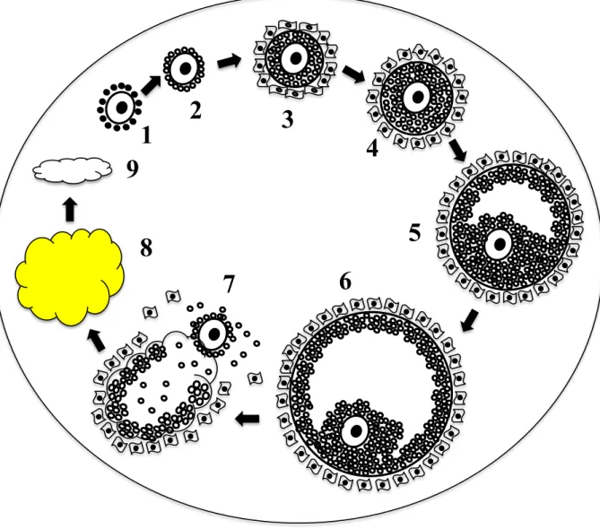 Figure 3 : Les différents stade du  développement folliculaire. 1, stade promordial; 2, stade  primaire ; 3, stade secondaire ; 4, stade préantral ; 5, stade antral ; 6, follicule ovulatoire ; 7,  ovulation ; 8, corpus luteum ; 9, corpus albicans