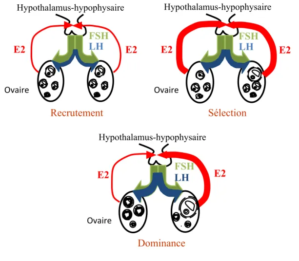 Figure  5 :  Schéma  représentant  la  sécrétion  d’oestradiol.  FSH  et  LH  au  cours  de  la  croissance folliculaire