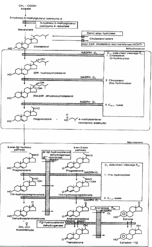 Figure 4: Schéma de la stéroïdogénèse ovarienne (Gore-Langton et Armstrong, 1994)CH,-COOHAcotate3hYdfoay3_mothyJgIutaryI coenzyrne A3-hydroxy-3-methylglutaryl4jcnzymo A reductaseMevalonste[rolcsterhydrolasJ (ACAtÏ]Mitochondrion