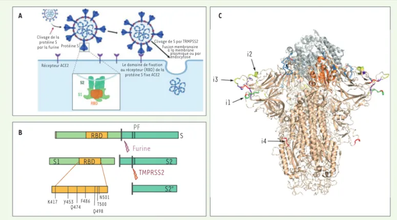 Figure 3. Structure et fonctions de la protéine S (spicule, spike en anglais). A. Représentation schématique de l’infection des cellules par le  SARS-CoV-2 après fixation de la protéine S au récepteur ACE2