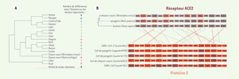 Figure 4. Conservation de la protéine ACE2 et interactions avec la protéine S. A. Divergences entre la protéine ACE2 humaine et celle de plusieurs  espèces animales au niveau des résidus impliqués dans la fixation de SARS-CoV-2 (d’après [31])