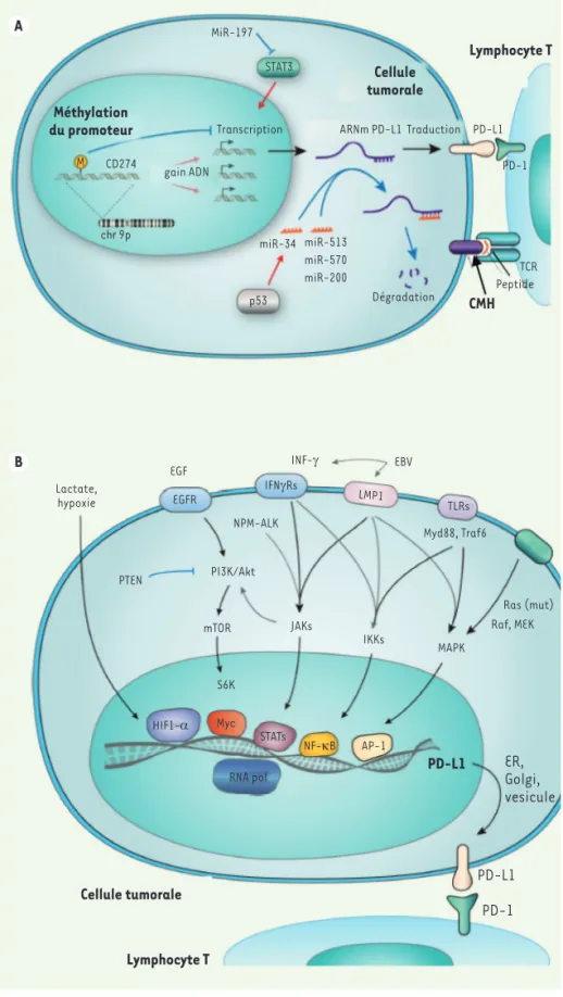 Figure 1. A. Contrôle génétique et épigéné- épigéné-tique de l’expression de CD274 dans les cellules  tumorales