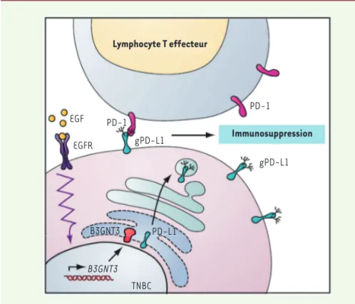 Figure 2. La glycosylation de PD-L1 contrôle l’immunosuppression tumorale dans les cancers du  sein « triple négatif » (CSTN) (triple negative breast cancer, TNBC)