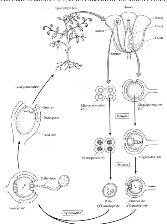 Figure 1: Cycle de vie des angiospermes. 
