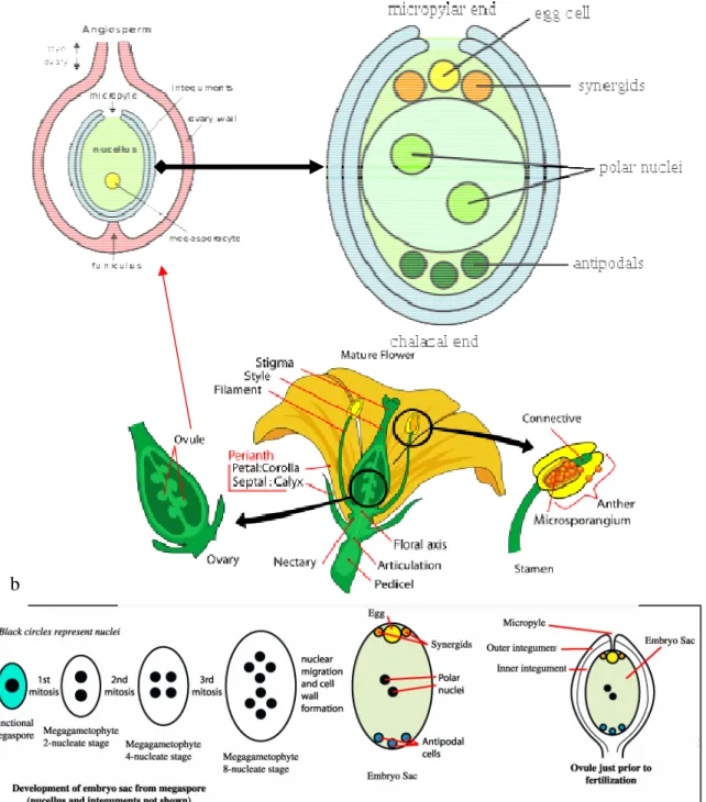 Figure  2:  Représentation  de  l'organe  reproducteur  chez  les  plantes  à  fleurs