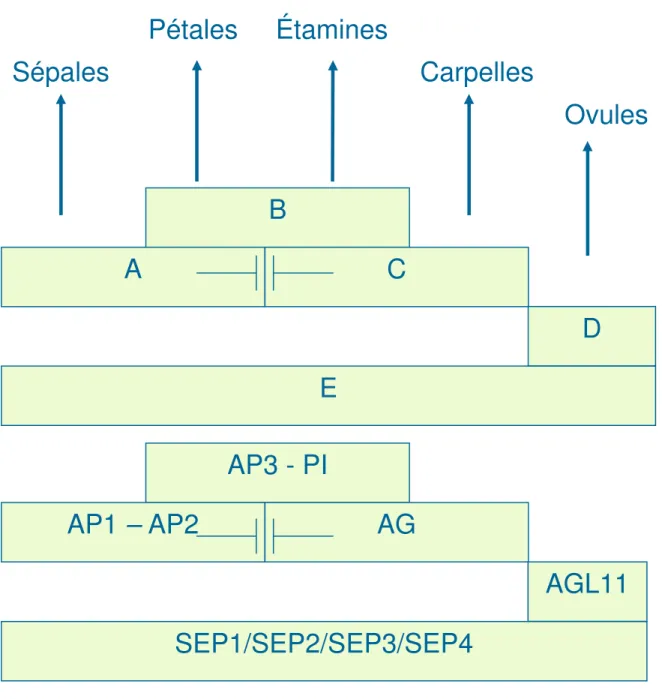 Figure 3: Le modèles ABCDE et déterminisme de l’identité des organes floraux. 
