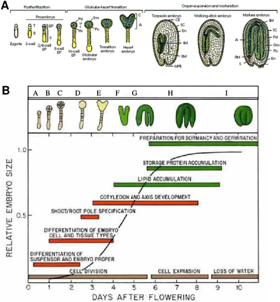 Figure 4: l’organisation cellulaire lors des différents stades de l'embryogenèse chez  les plantes