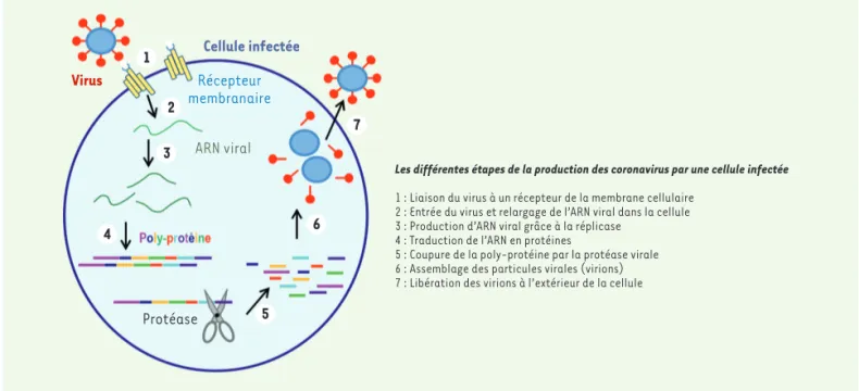 Figure 1. Représentation schématique de la production de particules virales par une cellule.