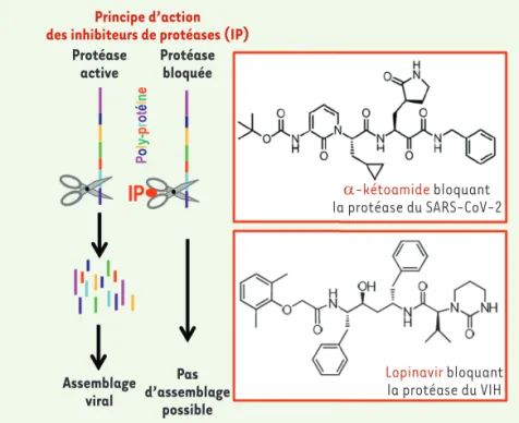 Figure 2. Principe d’action des inhibiteurs des protéases et comparaison des structures chimiques  de deux inhibiteurs de protéases virales : le lopinavir et un a-kétoamide.
