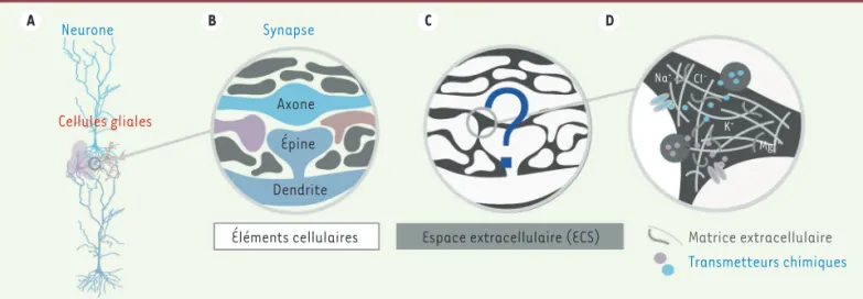 Figure 1. Schémas représentant les neurones et les cellules gliales du cerveau (A), leurs zones de contact, ou synaps es (B), l’espace extracellulaire  (ECS) environnant (C), et la matrice extracellulaire (D)