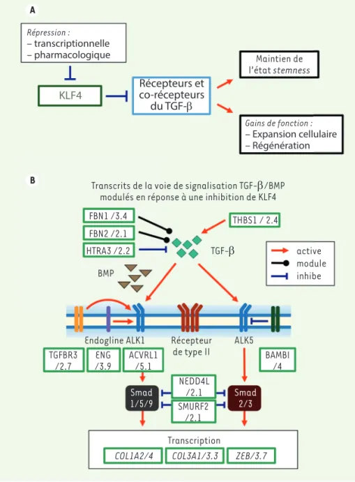 Figure 2. La répression de KLF4 impacte les voies de signalisation du TGF- b . La comparaison des  profils transcriptionnels de kératinocytes [KLF4 WT ] et [KLF4 KD ], caractérisés par séquençage  (RNA-seq), montre que la répression de KLF4 diminue l’expre