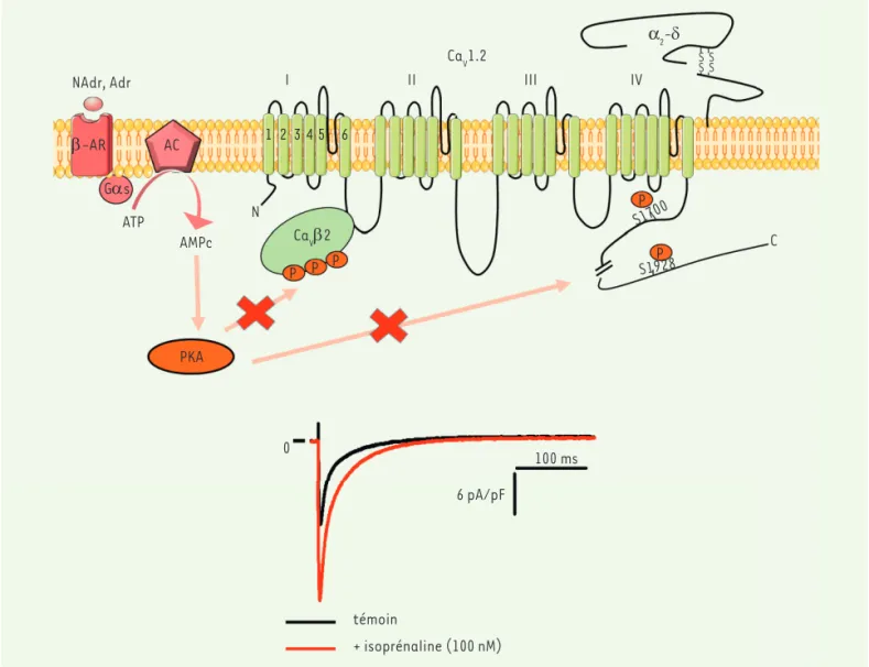 Figure 1. Représentation schématique de la structure du canal calcique cardiaque Ca V 1.2 et de ses sous-unités auxiliaires (Ca V b 2 et  a 2- d ), et  de sa régulation  b -adrénergique