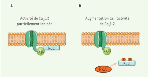 Figure 2. Régulation  b -adrénergique de Ca V 1.2 impliquant Rad. Dans le modèle que proposent  Liu et al., la petite protéine G Rad est la cible de la PKA qui contrôle l’activité de Ca V 1.2