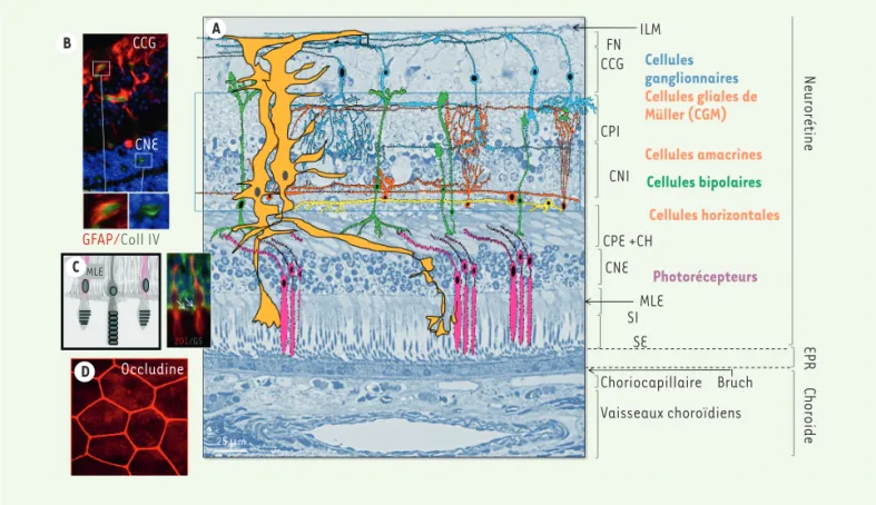 Figure 2. Histologie de la rétine. A. Coupe histologique transversale de rétine humaine au pôle postérieur, ne passant pas par la macula