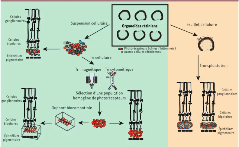 Figure 3. Schéma illustrant les principales stratégies adoptées pour la transplantation de photorécepteurs à partir d’organoïdes rétiniens dérivés  de cellules souches pluripotentes