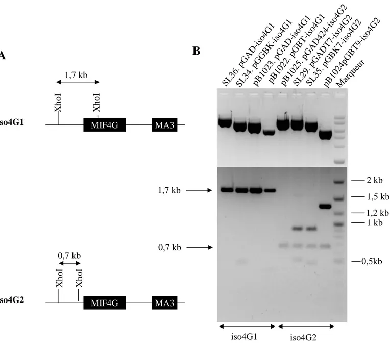 Figure  5:  vérification  des  plasmides  contenant  les  cDNAs de  eIF(iso)4G1  et  eIF(iso)4G2  par  enzyme de restriction A schéma illustrant les  ADNc de  eIF(iso)4G1  et  IFf(iso)4G2 