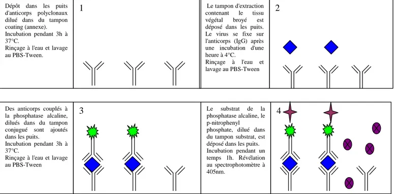 Figure 4: Déroulement du test DAS-ELISA utilisé pour la détection du WMV: Les 4  principales étapes du test sont décrites ci-dessus