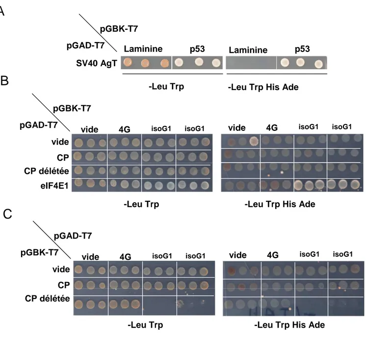 Figure  7  :  Tests  d’interactions  par  double  hybride  dans  la  levure  entre  la  capside  (CP)  du  RBDV et les protéines eIF4G d’arabidopsis.