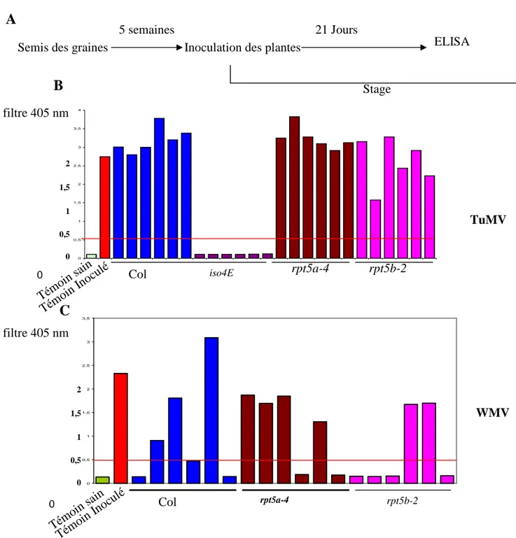 Figure 9 :test de résistance des mutants de protéasome aux potyvirus TuMV et  WMV