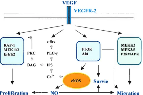 Figure 4: Patron de signalisation du VEGFR-2 au niveau des cellules endothéliales.