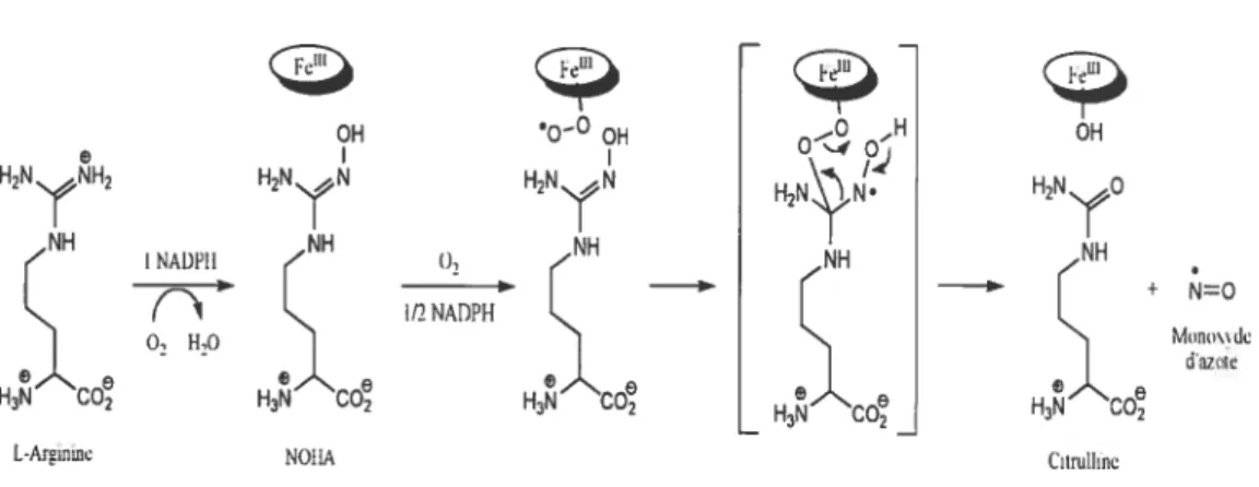 Figure 6 : Deuxième réaction monooygénase nécessaire à la biosynthèse du monoxyde d’azote à partir du NOHA