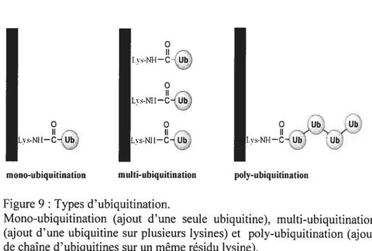 Figure 9 Types d’ubiquitination.