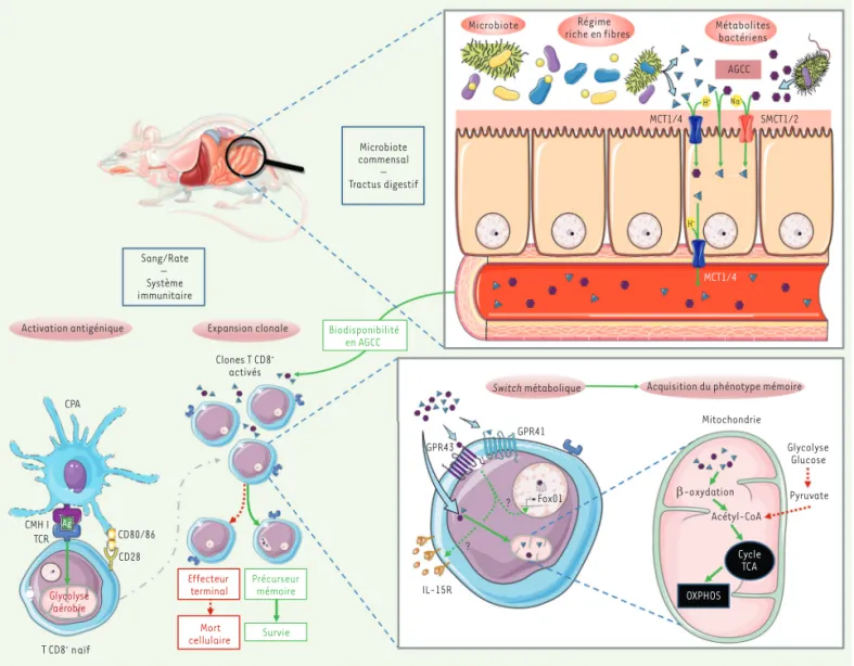 Figure 1. Implication des acides gras à chaînes courtes issus du métabolisme des bactéries microbiotiques dans l’induction d’un phénotype mémoire  des lymphocytes T CD8 + 