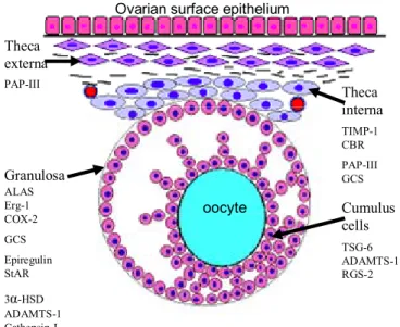 Figure 1.  Principal candidate genes involved in ovulation: They are listed according to the  follicular compartment; ALAS= amino levulinic acid synthetase, Erg-1= , CoX-2= 