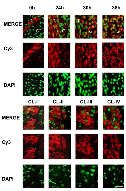 Figure 5.  MERGE  Cy3  DAPI      0h               24h              30h               38h   MERGE  Cy3  DAPI 