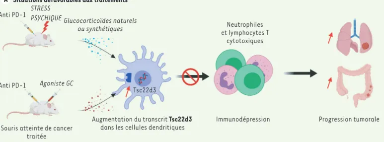 Figure 1. Effets du stress psychique sur la réponse anti-PD1. Impact de la surexpression du transcrit Tsc22d3 sur la réponse immunitaire anti- anti-tumorale