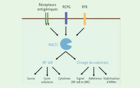 Figure 1.  MALT1 est un acteur essentiel de la voie de signalisation NF- k B. La protéine MALT1  est activée par la stimulation des récepteurs antigéniques dans les cellules immunitaires, ainsi  que par l’activation des récepteurs à activité tyrosine kinas