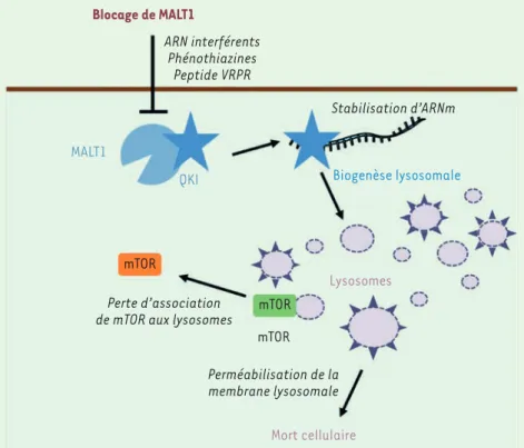 Figure 2. MALT1 est un agent essentiel de l’ho- l’ho-méostasie des lysosomes dans les GSC