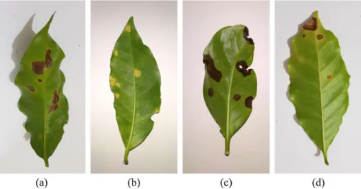 Table 1 presents the number of images for each stress/leaf and se- se-verity/leaf pair of the above datasets.
